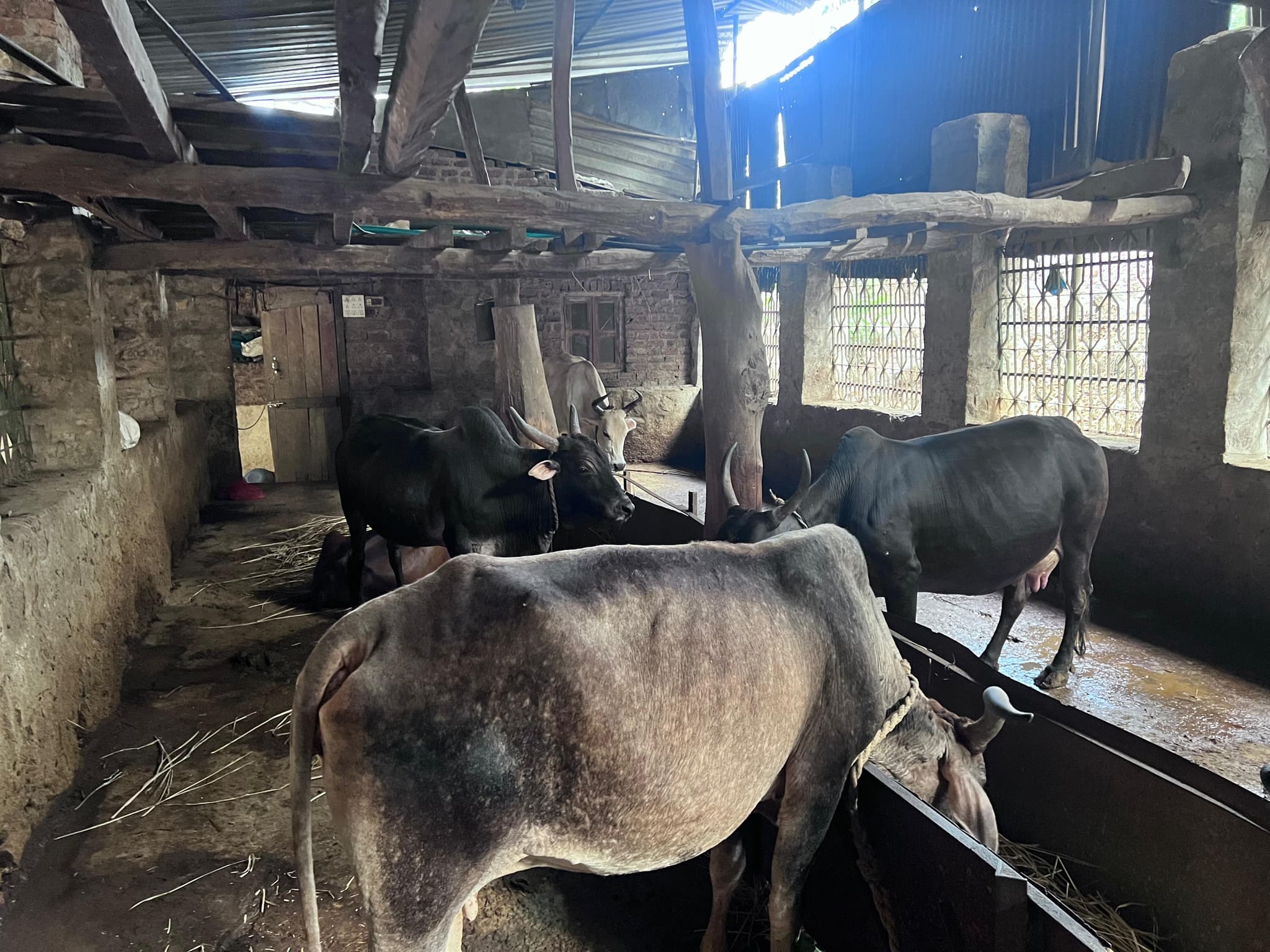 Cows at Gaushala